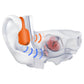 SHOKZ OpenRun Pro 2 Bone Conduction Sports Headphones Standard - Orange